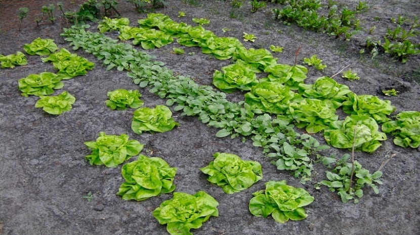 que plantar en huerta