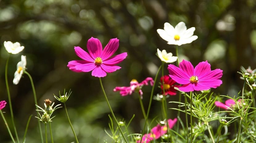 plantas marzo