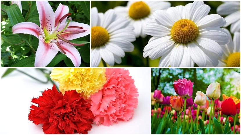 Otro tipo de flores