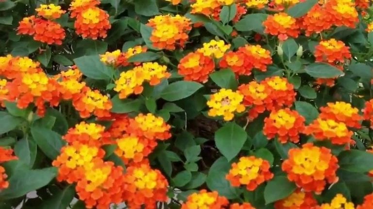 Lantana camara en flor a finales de verano
