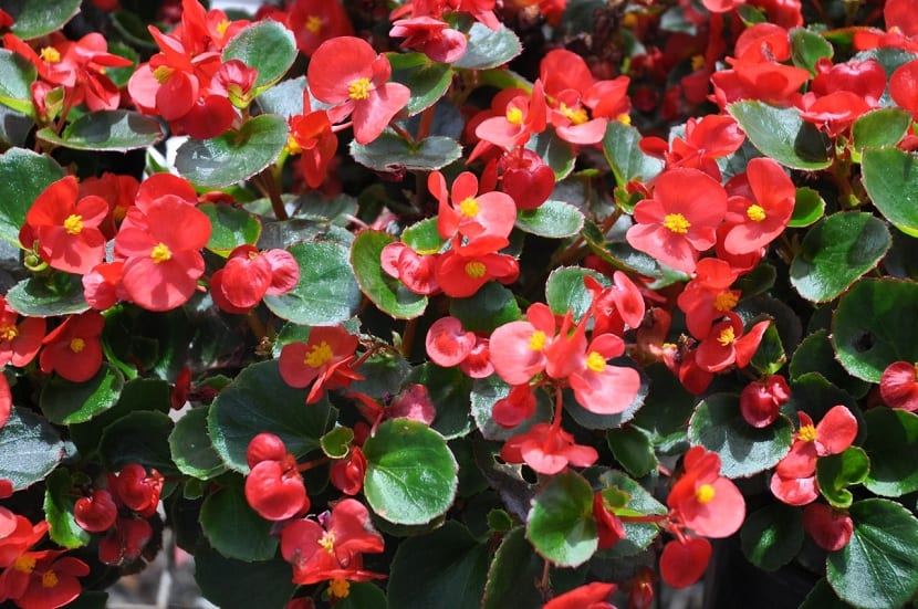 las begonias crecen en muchos lugares