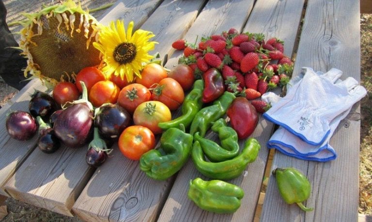 Cosecha de huerto a finales de verano
