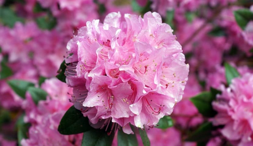Refranes de septiembre y plantas que florecen ahora