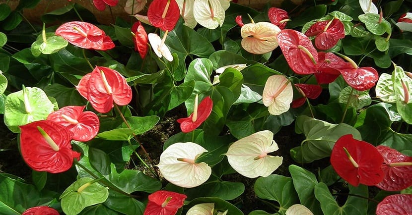 plantas de interior en septiembre