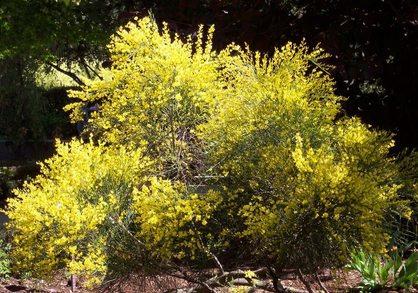 Retama: cultivo, poda y variedades de flor amarilla