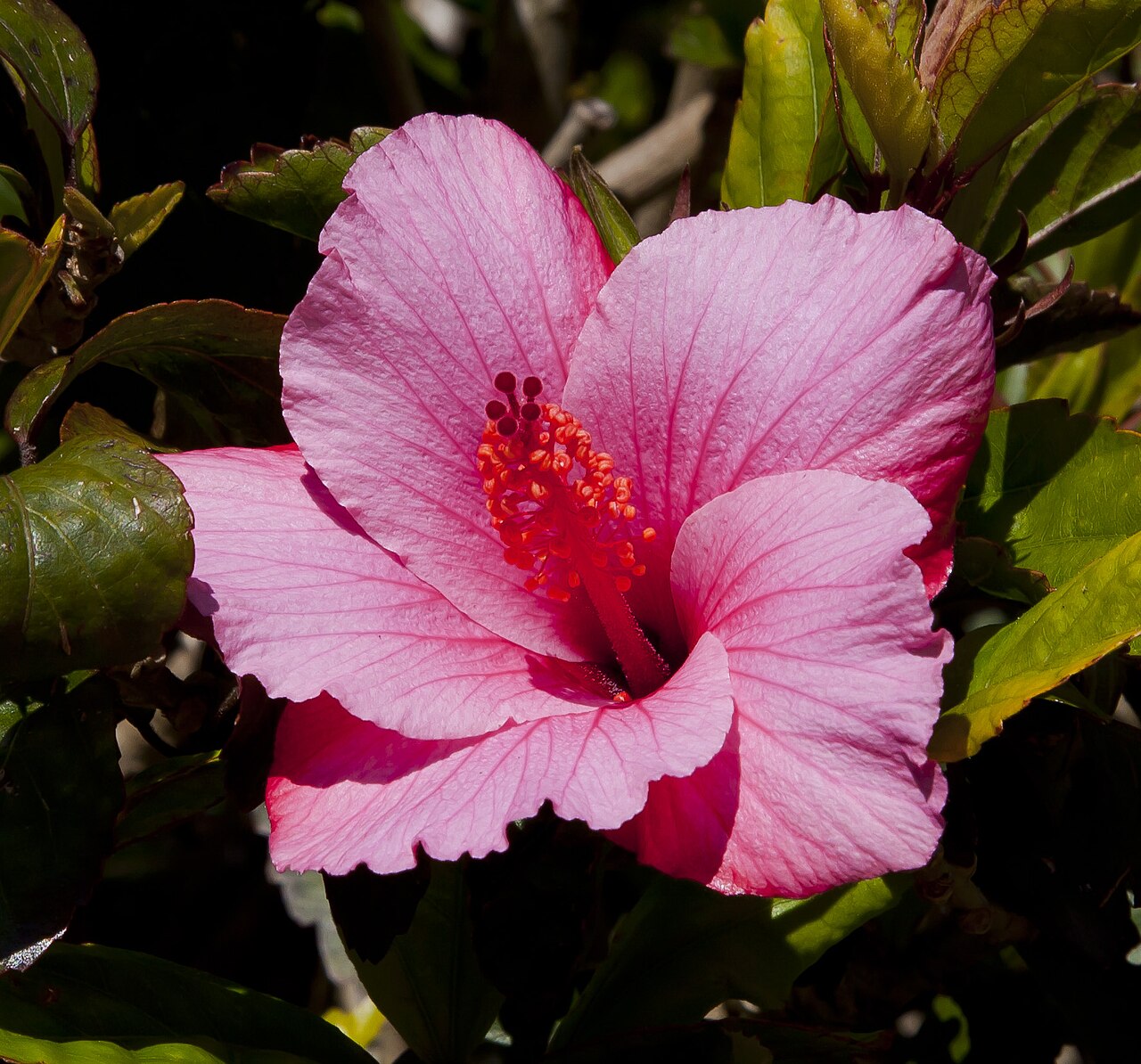 Rosa china: fotos, tipos, significado, características, imágenes