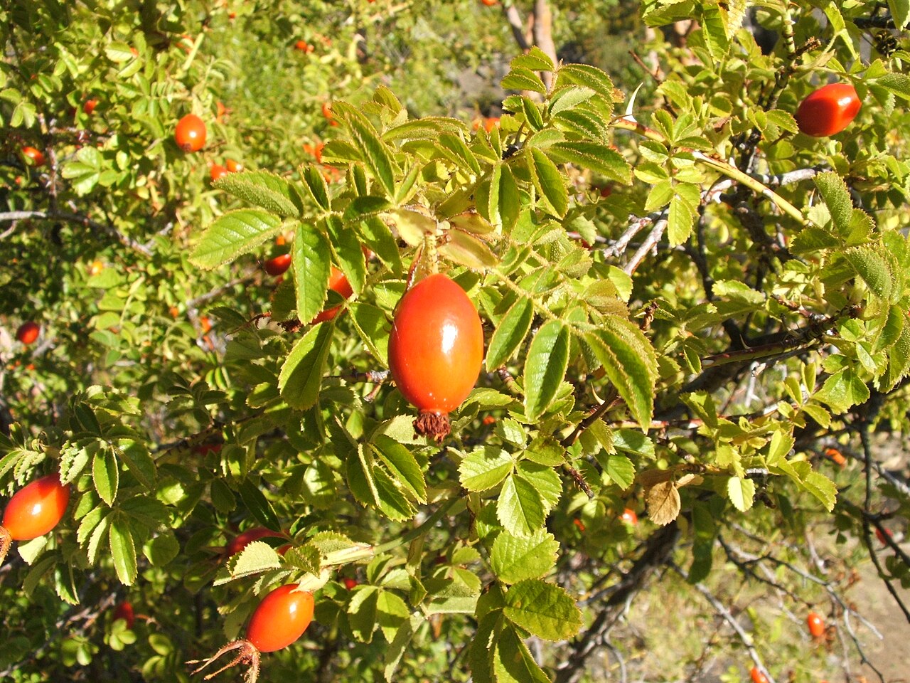 Rosa eterna