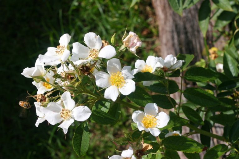 Rosal silvestre de flor blanca sencilla en corimbo