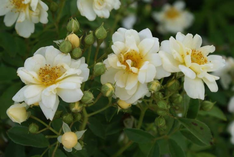 Flores blancas en ramillete de rosal almizclero