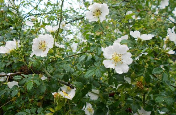 Rosa silvestre y escaramujo: guía de cultivo y recolección