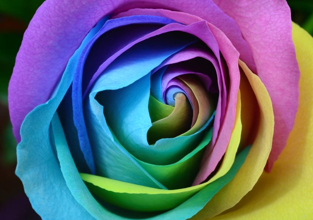 La flor multicolor es preciosa
