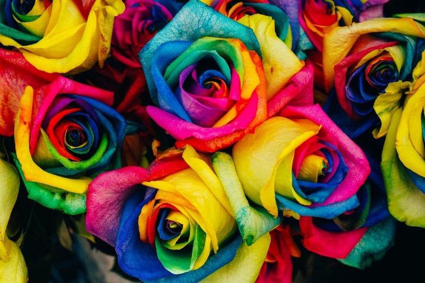 Rosas arcoíris con pétalos teñidos en varios colores
