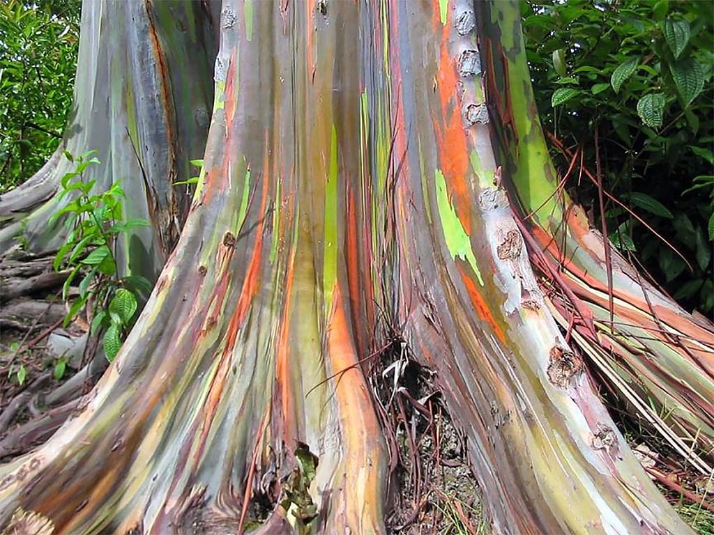 Vista del tronco de eucalipto arcoiris