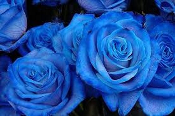 Rosas azules: por qué no existen y qué se vende como tal