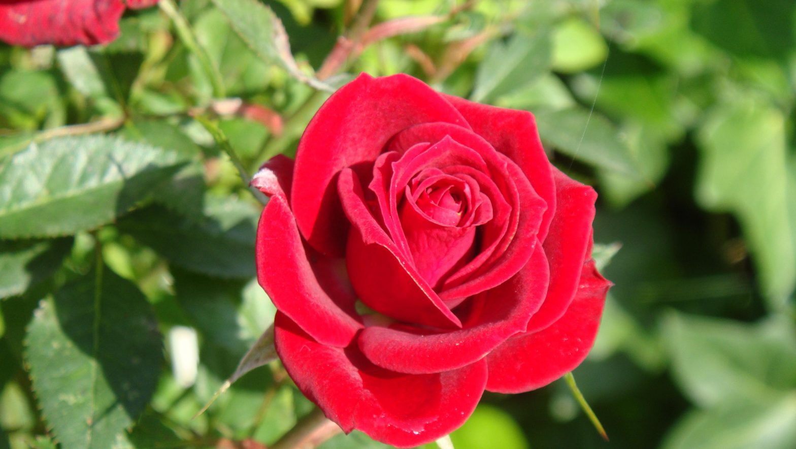 ️ ?? Rosas | Origen, Historia, Significado, Usos, Cuidados y Mas
