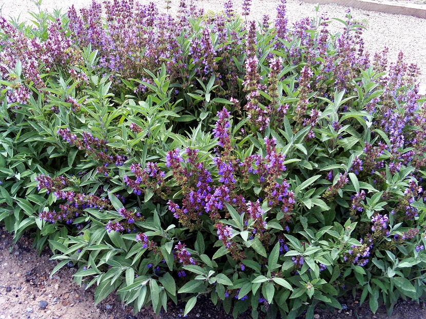 Salvia romana