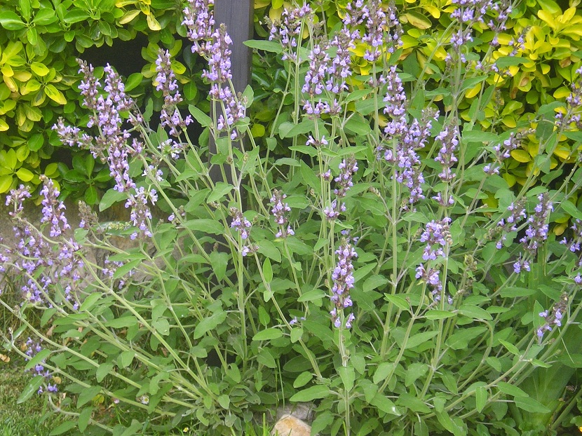 Salvia sclarea