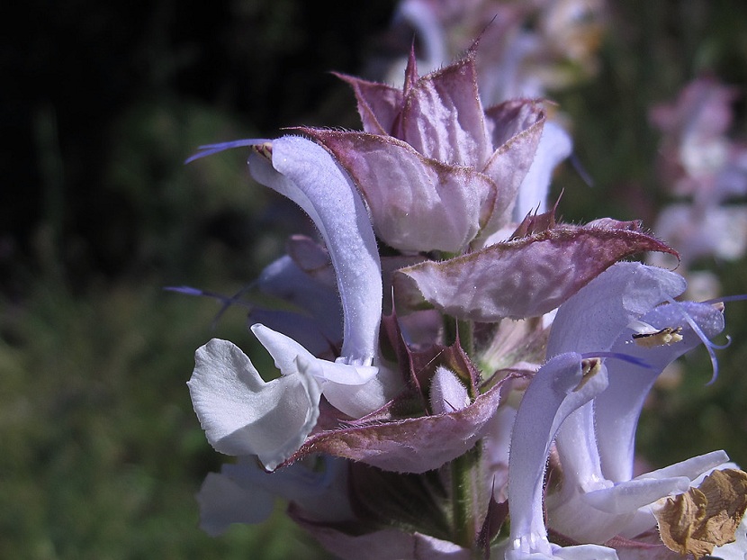 Salvia sclarea: cultivo, aceite esencial y precauciones