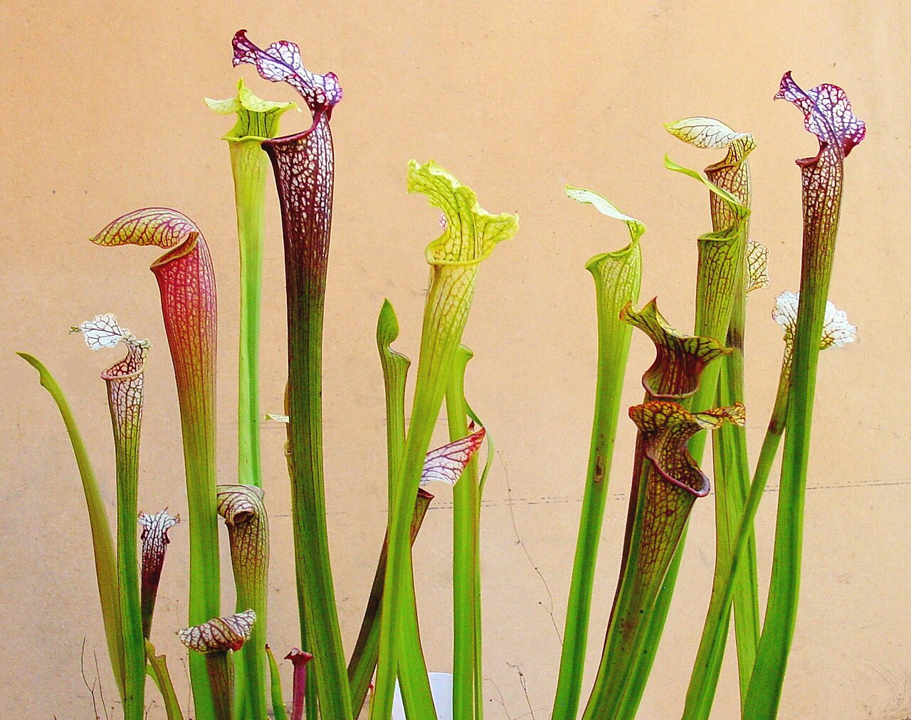 Sarracenia