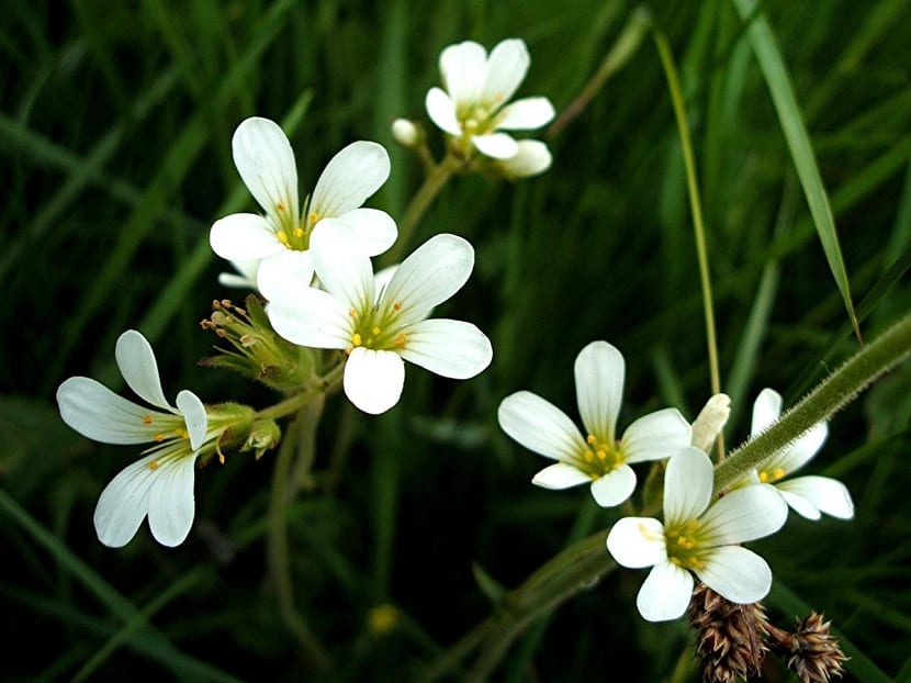 Detalle de la Saxifraga granulata