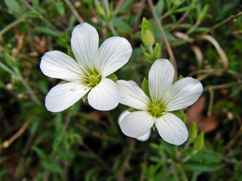 Flores de la Saxifraga granulata