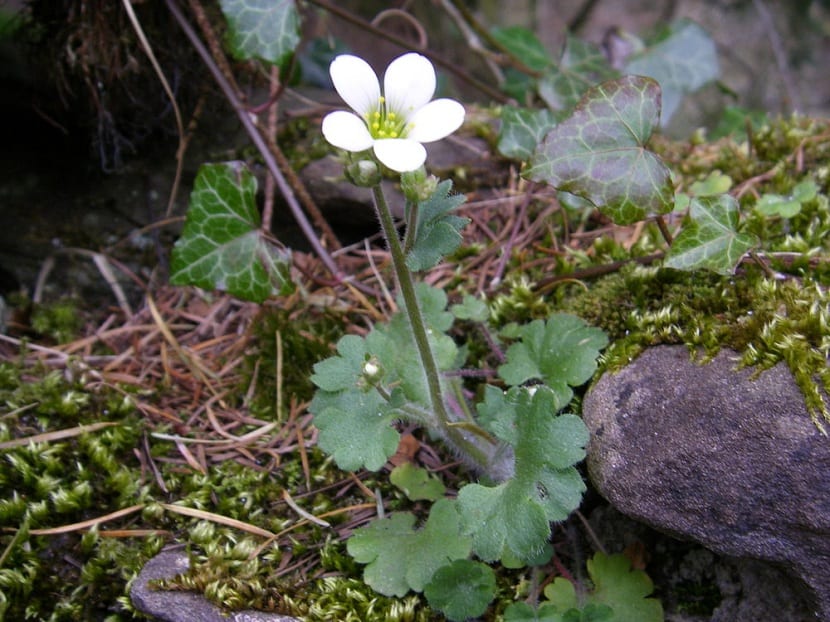 Planta de Saxifraga granulata
