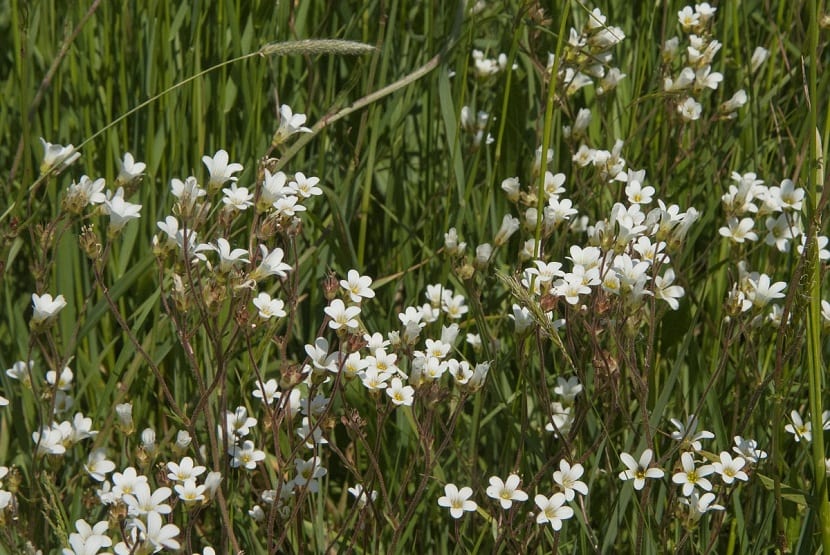 Saxifraga granulata