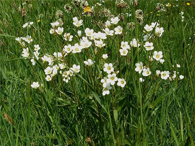 Saxifraga granulata: cultivo, bulbillos y multiplicación