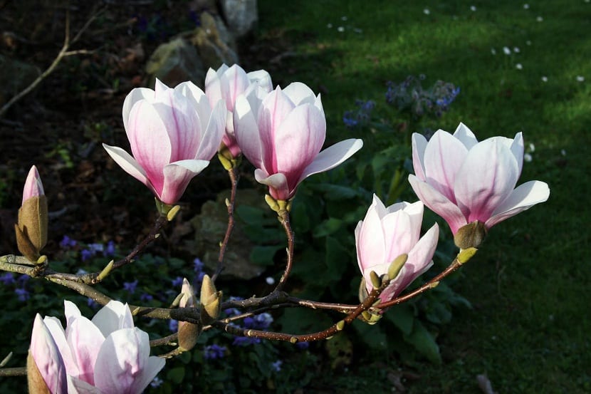 Schisandra Chinensis o Magnolia trepadora