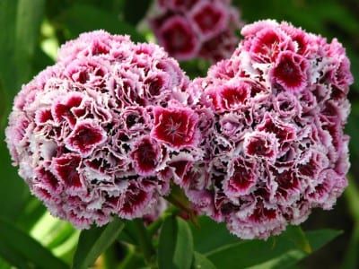 Clavel del poeta, Dianthus barbatus, en flor