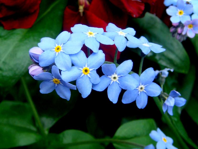 Flores vivaces para maceta: cuáles elegir y cómo cuidarlas