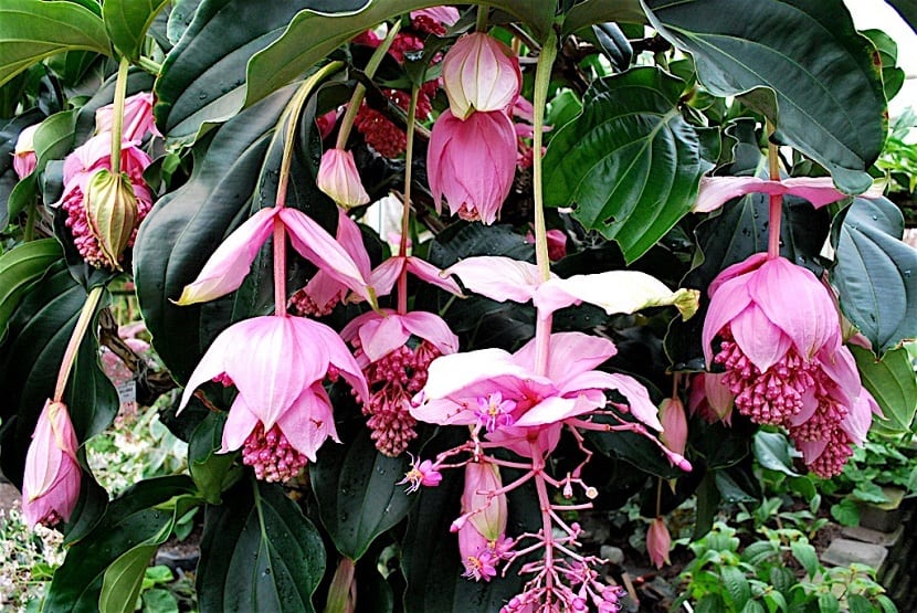 Medinilla magnífica
