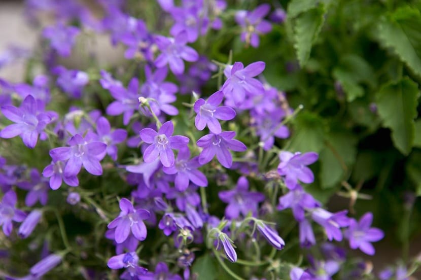 campanula