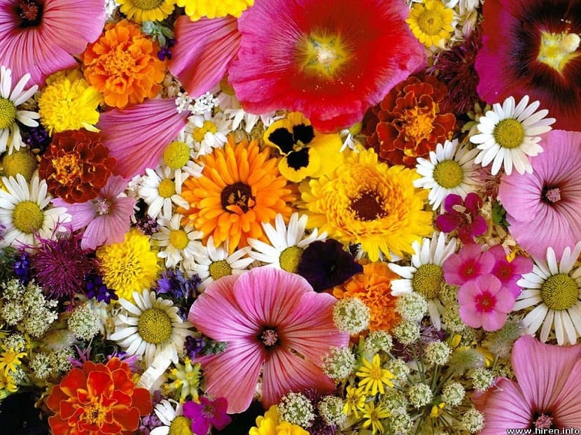Flores bonitas para decorar el hogar: cuáles aguantan dentro
