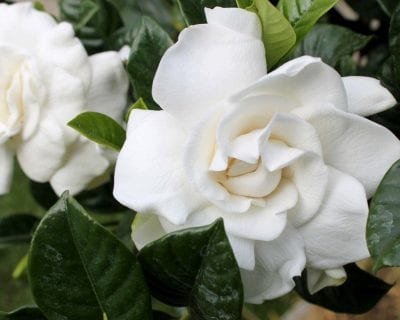 Flores blancas de gardenia entre hojas verdes brillantes