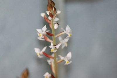 Hojas aterciopeladas con nervaduras de la orquídea joya Ludisia discolor