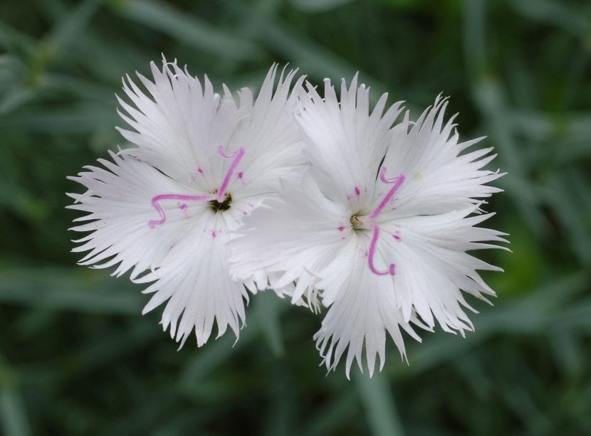 Dianthus japonicus en flor