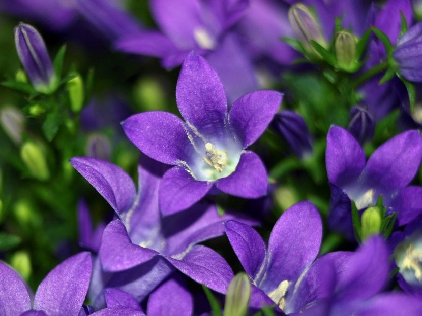 Campanula en flor
