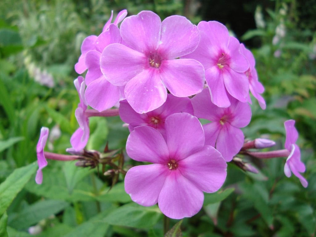 Flores de primavera: 10 especies y cómo elegirlas