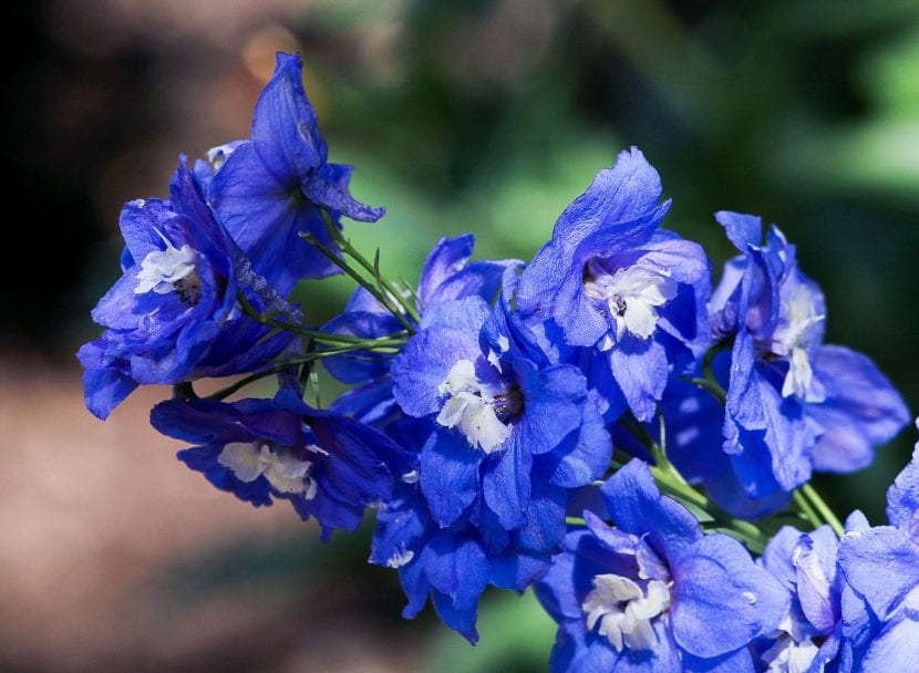Flores de Delphinium