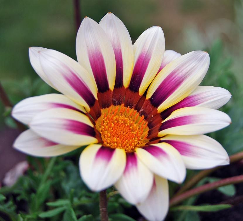Gazania rigens en flor