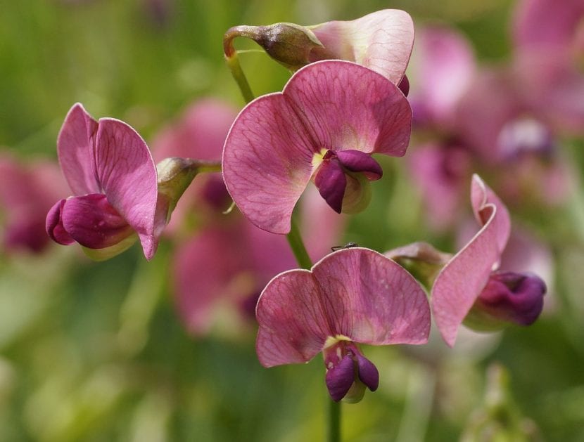 Flores de Lathyrus