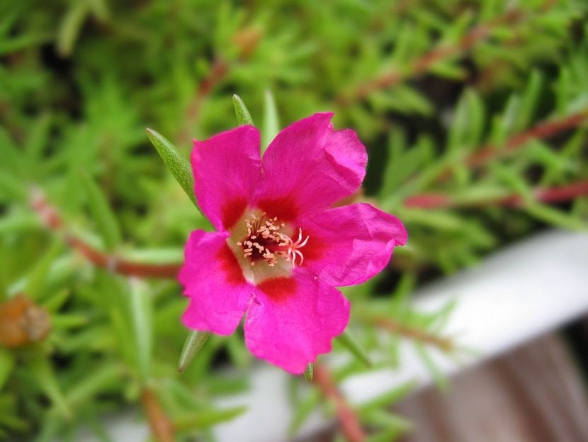 Portulaca grandiflora en flor