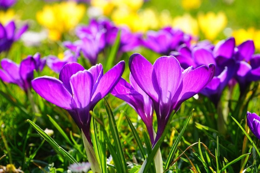 Flores de primavera