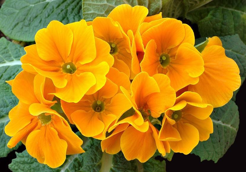 Prímula de flores naranjas