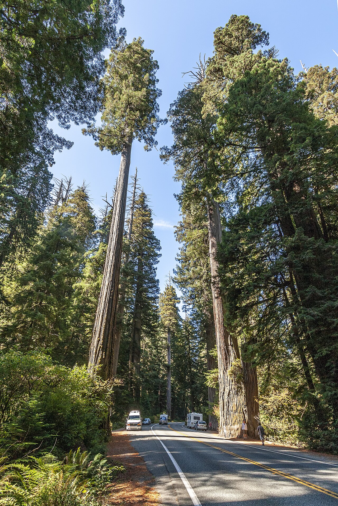 Sequoia: tipos, características, tamaños, variedad y colores…