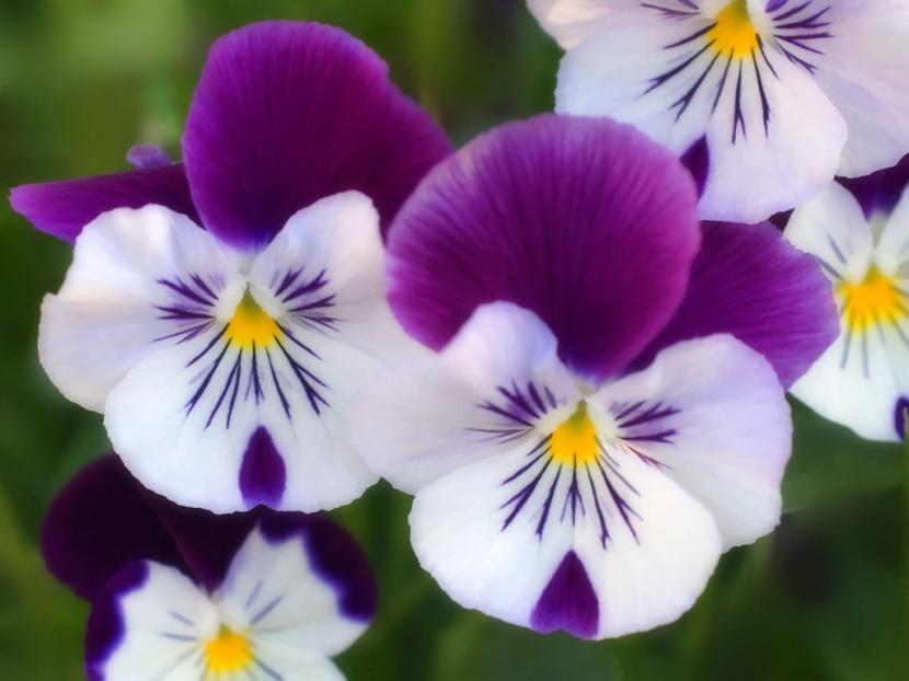 Pensamientos en flor