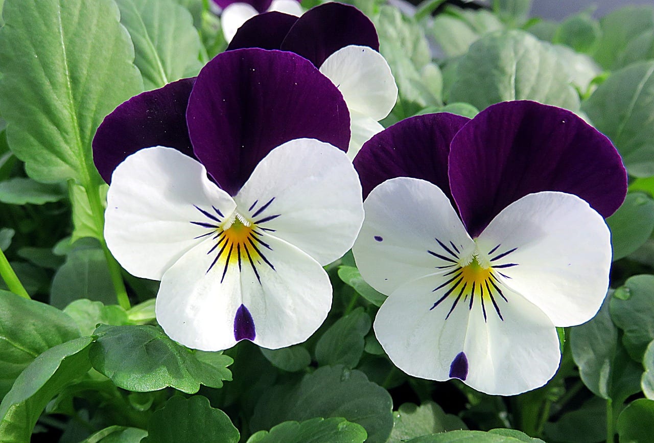 Siembra de flores en invierno: qué sembrar y cuándo