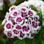 Dianthus barbatus