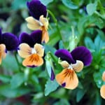 Pensamientos, flores coloridas para tener en el jardín o balcón